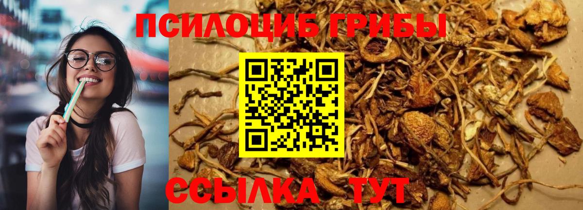 как найти наркотики  Псилоцибиновые грибы прущие грибы  Гудермес  Вход с VPN  Галлюциногенные грибы Psilocybe 